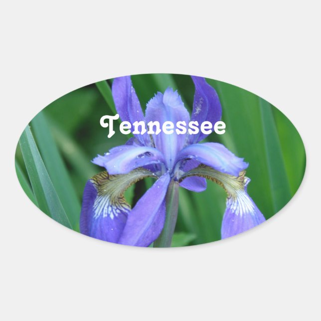 Adesivo Oval Iris (Frente)