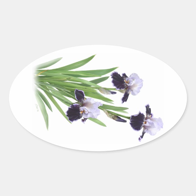 Adesivo Oval Iris Trio (Frente)