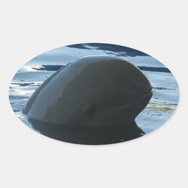 Adesivo Oval Irrawaddy Dolphin Peek-A-Boo (Frente)