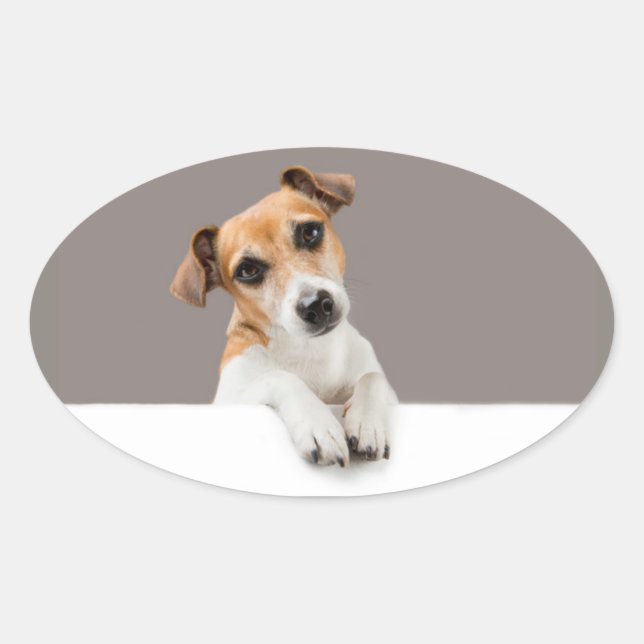 Adesivo Oval Jack Russell Puppy Sweet Adorable Baby Jack (Frente)