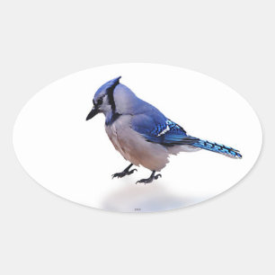 Adesivo Oval Jay azul
