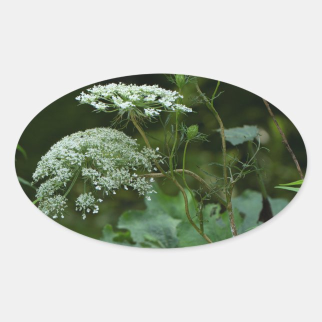 Adesivo Oval La ce Wildflower, da Rainha Anne - Daucus carota (Frente)