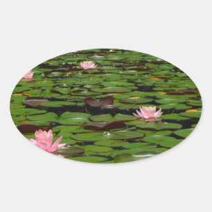 Adesivo Oval Lagoa de flor de lírio, de água doce, rosa