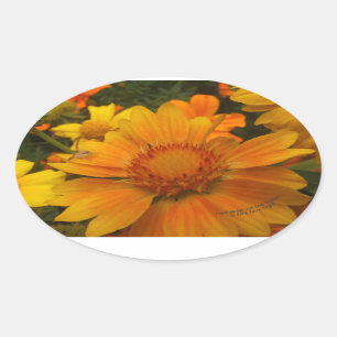 Adesivo Oval Laranjas E Lêmolas Blanketflower Com Aranha-Carang