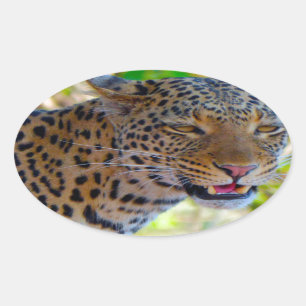 Adesivo Oval Leopardo manchado