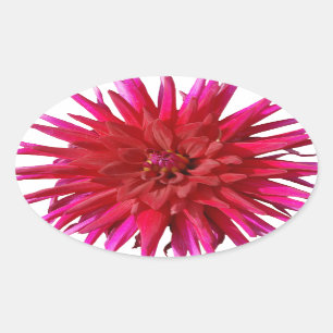 Adesivo Oval Lilly cor-de-rosa