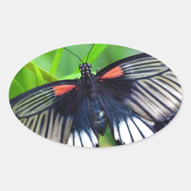 Adesivo Oval Linda borboleta negra, branca e vermelha (Frente)
