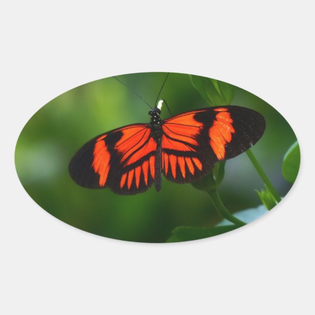 Adesivo Oval Linda borboleta vermelha e negra (Frente)