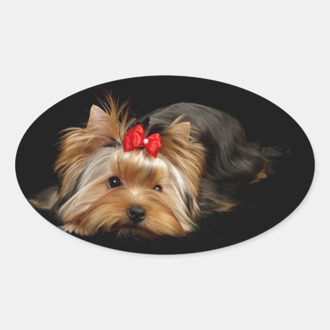 Adesivo Oval Linda yorkie (Frente)