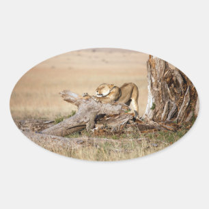 Adesivo Oval Lioness alongando