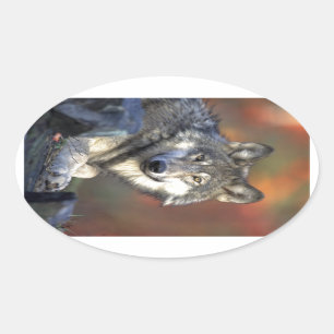 Adesivo Oval Lobo Bonito