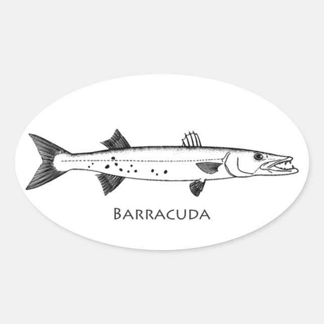 Adesivo Oval Logotipo Barracuda do excelente (Frente)