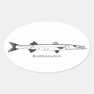 Adesivo Oval Logotipo do grande Barracuda