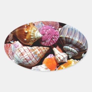 Adesivo Oval Lotes dos Seashells pelo impressão náutico do Ma