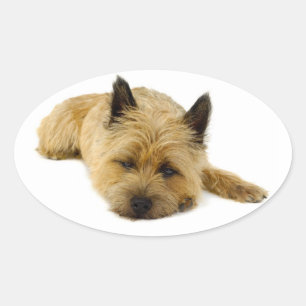 Adesivo Oval Love Cairn Terrier Puppy Dog Saudação Stickers