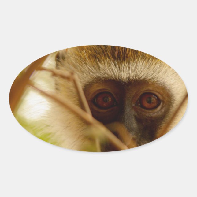 Adesivo Oval Macaco atrevido. (Frente)