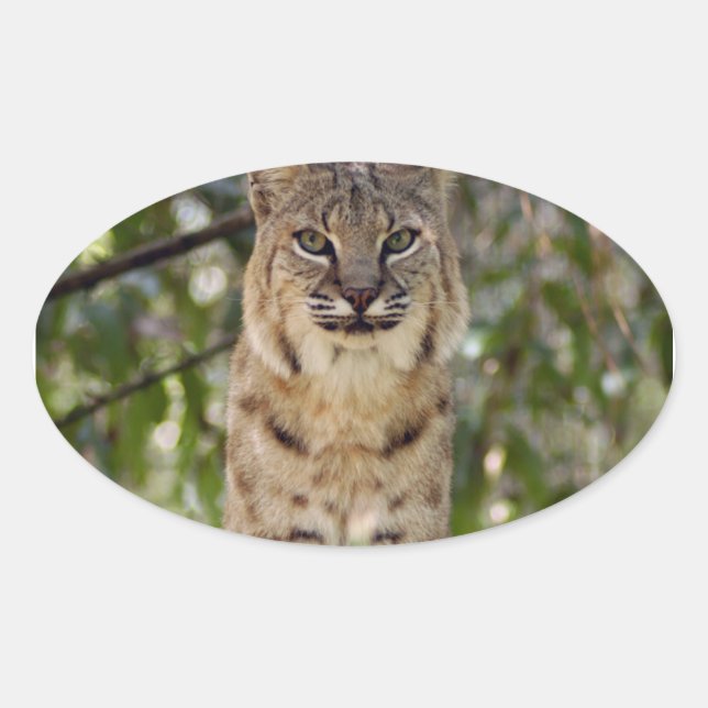 Adesivo Oval Magnet Oval de 3,5x3,5 Modelo (Frente)