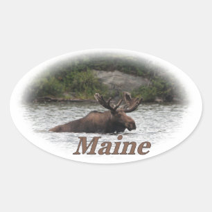 Adesivo Oval Maine Bull Moose