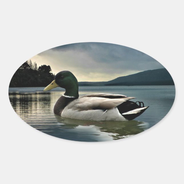 Adesivo Oval Mallard Duck No Lago (Frente)