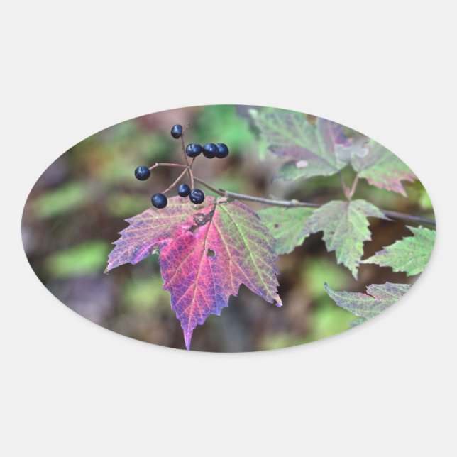 Adesivo Oval Mapleleaf Viburnum Autumn Leaves e Berries (Frente)