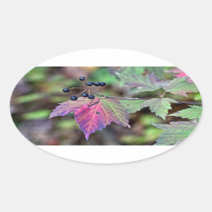 Adesivo Oval Mapleleaf Viburnum Autumn Leaves e Berries
