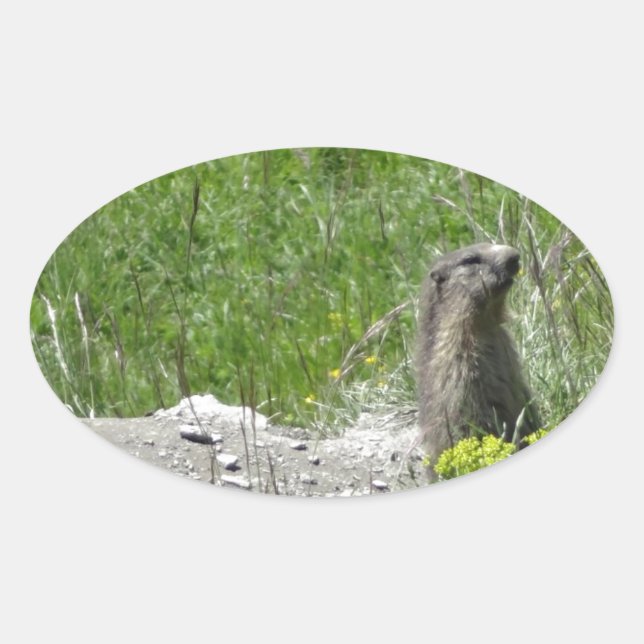 Adesivo Oval marmotas (Frente)