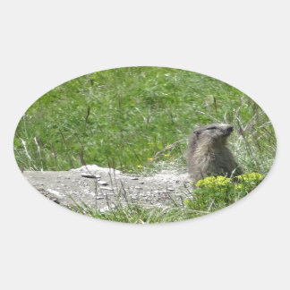 Adesivo Oval marmotas