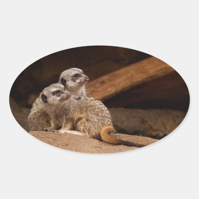 Adesivo Oval Meerkat Oval Sticker (Frente)