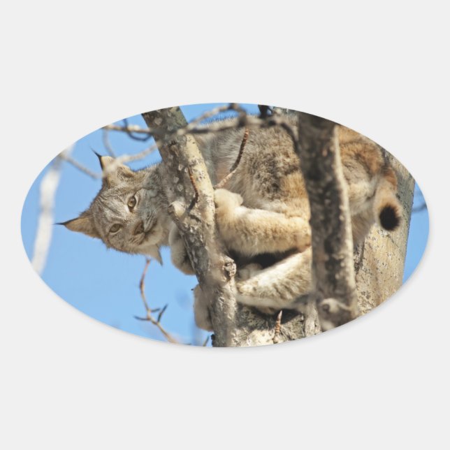 Adesivo Oval Mischievous Lynx (Frente)