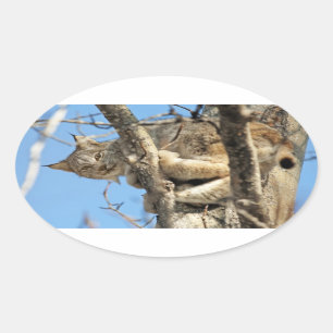 Adesivo Oval Mischievous Lynx