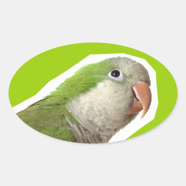 Adesivo Oval Monk Parakeet (Frente)