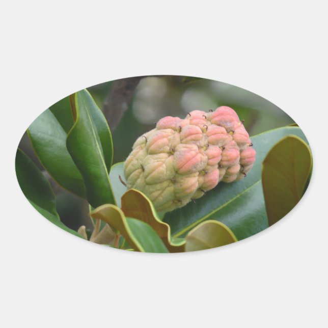 Adesivo Oval Natureza misteriosa: Magnolia Pod (Frente)