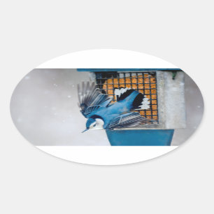 Adesivo Oval Nuthatch Branca em Neve - Foto original