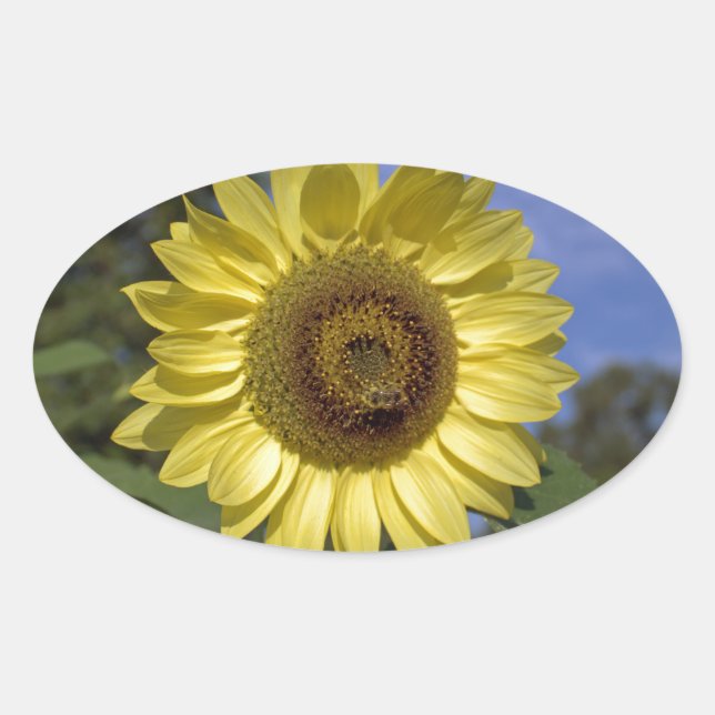 Adesivo Oval O girassol perfeito do verão no céu azul. (Frente)