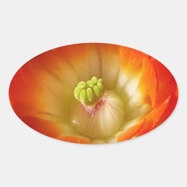 Adesivo Oval Orange-Cactus-flower (Frente)