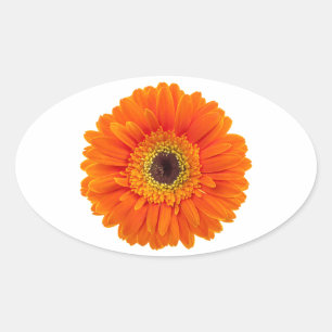 Adesivo Oval Orange Gerbera Daisy