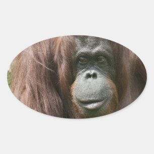 Adesivo Oval Orangutan