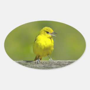 Adesivo Oval Orchard Oriole - Fotografia original
