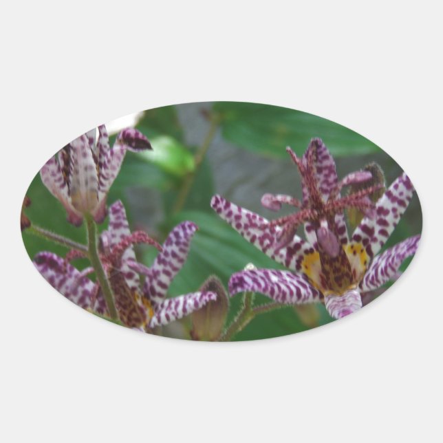 Adesivo Oval Orquídea branca-rosa-púrpura, listrada, como uma f (Frente)