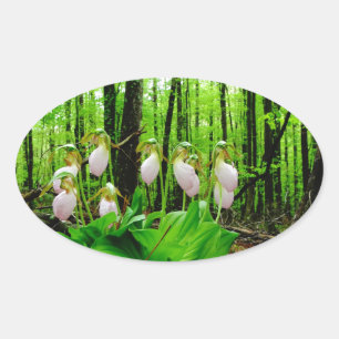 Adesivo Oval Orquídea selvagem da senhora deslizador