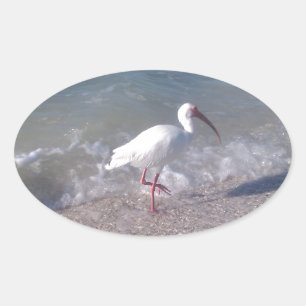 Adesivo Oval Pássaros de Florida