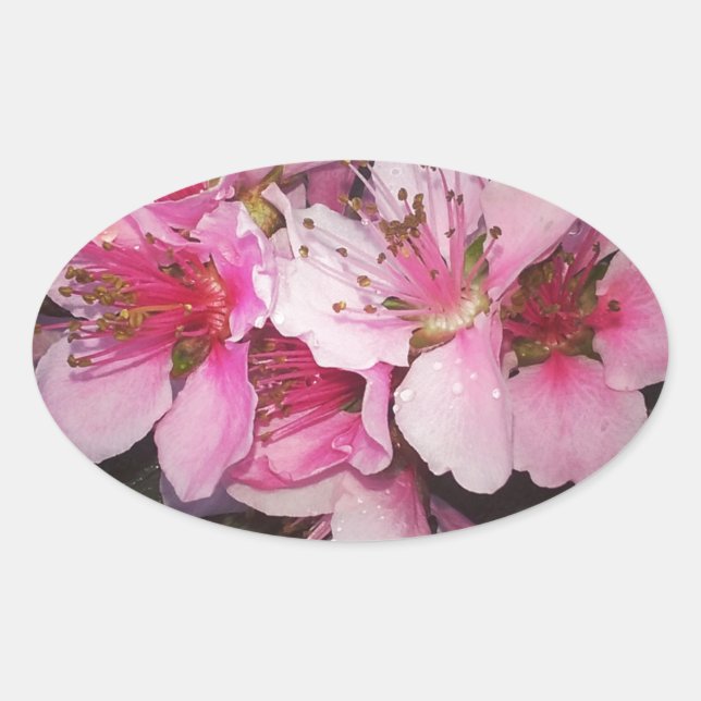 Adesivo Oval Peach Blossoms (Frente)