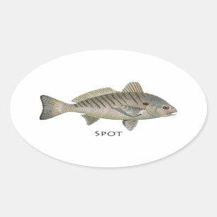 Adesivo Oval Peixes do ponto