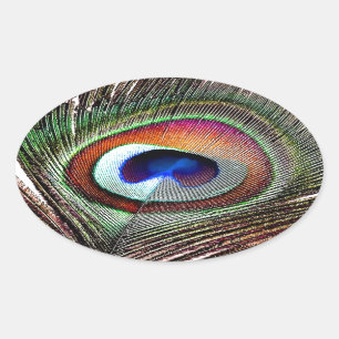 Adesivo Oval Pena Colorida de Pavão de Cobre