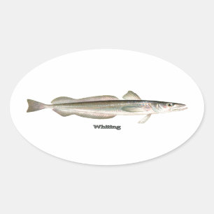 Adesivo Oval Pescada prateada - Brancos