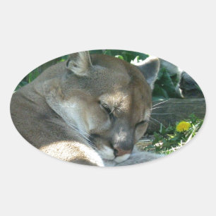 Adesivo Oval Pinheiros Cougar em Descolhimento