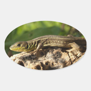 Adesivo Oval Pinheiros do Lagarto