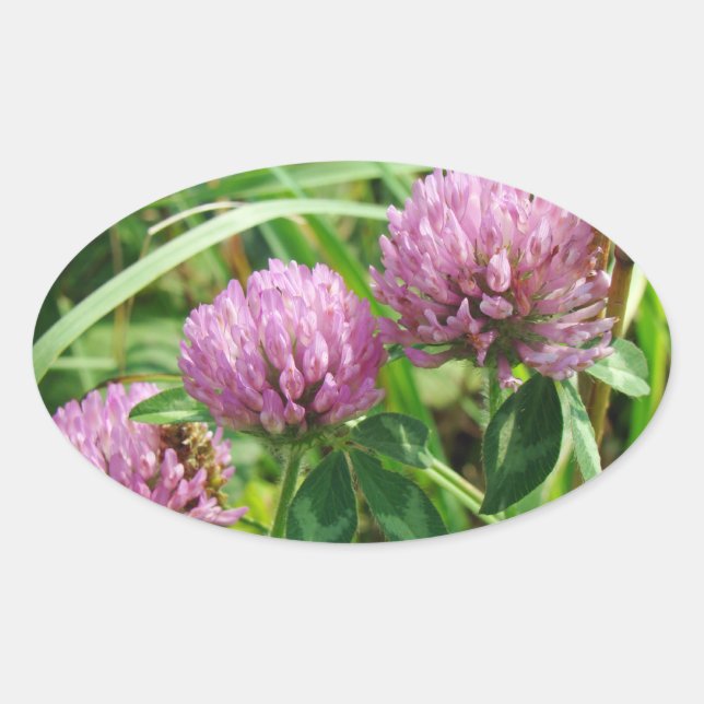 Adesivo Oval Pink Clover Wildflower - Trifolium pratense (Frente)