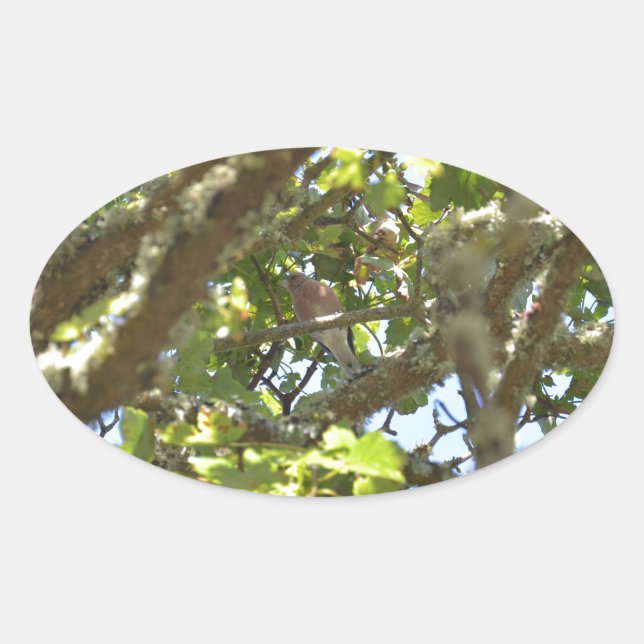 Adesivo Oval Pintassilgo-real (Frente)