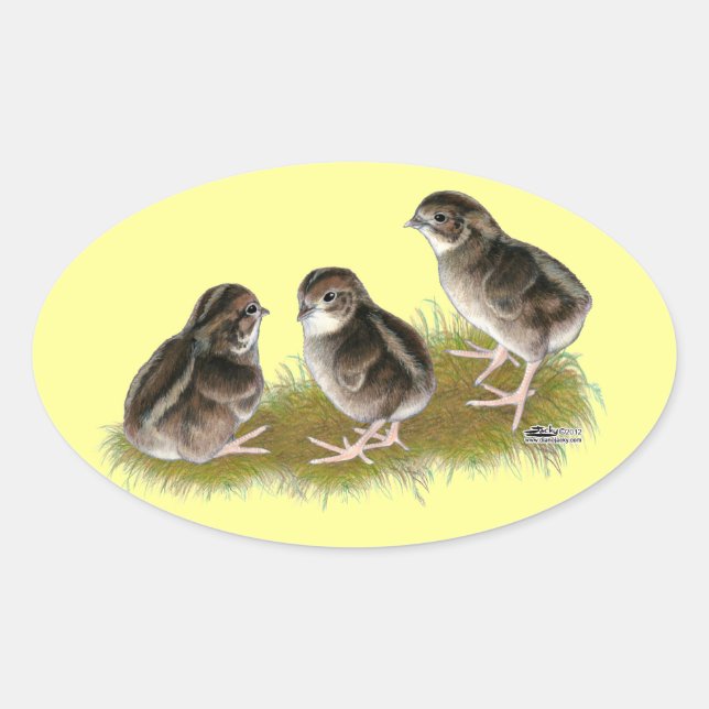 Adesivo Oval Pintinhos Coturnix Quail (Frente)
